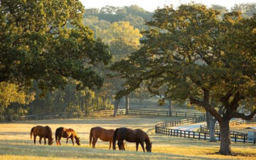horses grazing on land in Texas with a winding road, trees, and fences